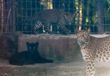 Crías de leopardo exploran su nuevo espacio en el Zoológico de Morelia