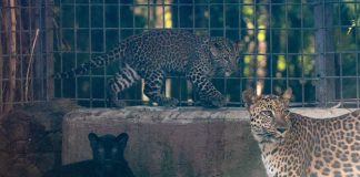 Crías de leopardo exploran su nuevo espacio en el Zoológico de Morelia
