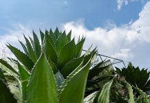 Una tumba que resguarda mezcal y tradición en Tzitzio