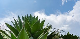 Una tumba que resguarda mezcal y tradición en Tzitzio