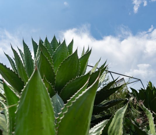 Una tumba que resguarda mezcal y tradición en Tzitzio