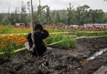 La historia familiar que florece cada temporada de Día de Muertos