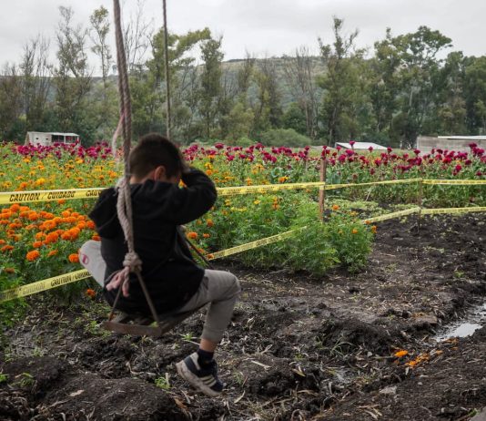 La historia familiar que florece cada temporada de Día de Muertos